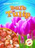 Bulb_to_tulip