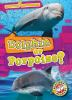 Dolphin_or_porpoise_