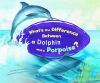 What_s_the_difference_between_a_dolphin_and_a_porpoise_