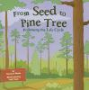 From_seed_to_pine_tree