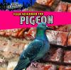 Your_neighbor_the_pigeon