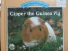 Gipper_the_guinea_pig