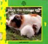 Dazy_the_guinea_pig