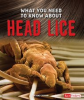 What_You_Need_to_Know_about_Head_Lice