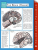 The_Brain__Human_
