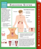 The_Endocrine_System