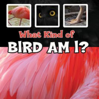 What_Kind_of_Bird_Am_I_